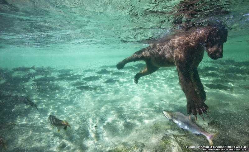 Illustration for article titled The year's best wildlife photos will break your heart